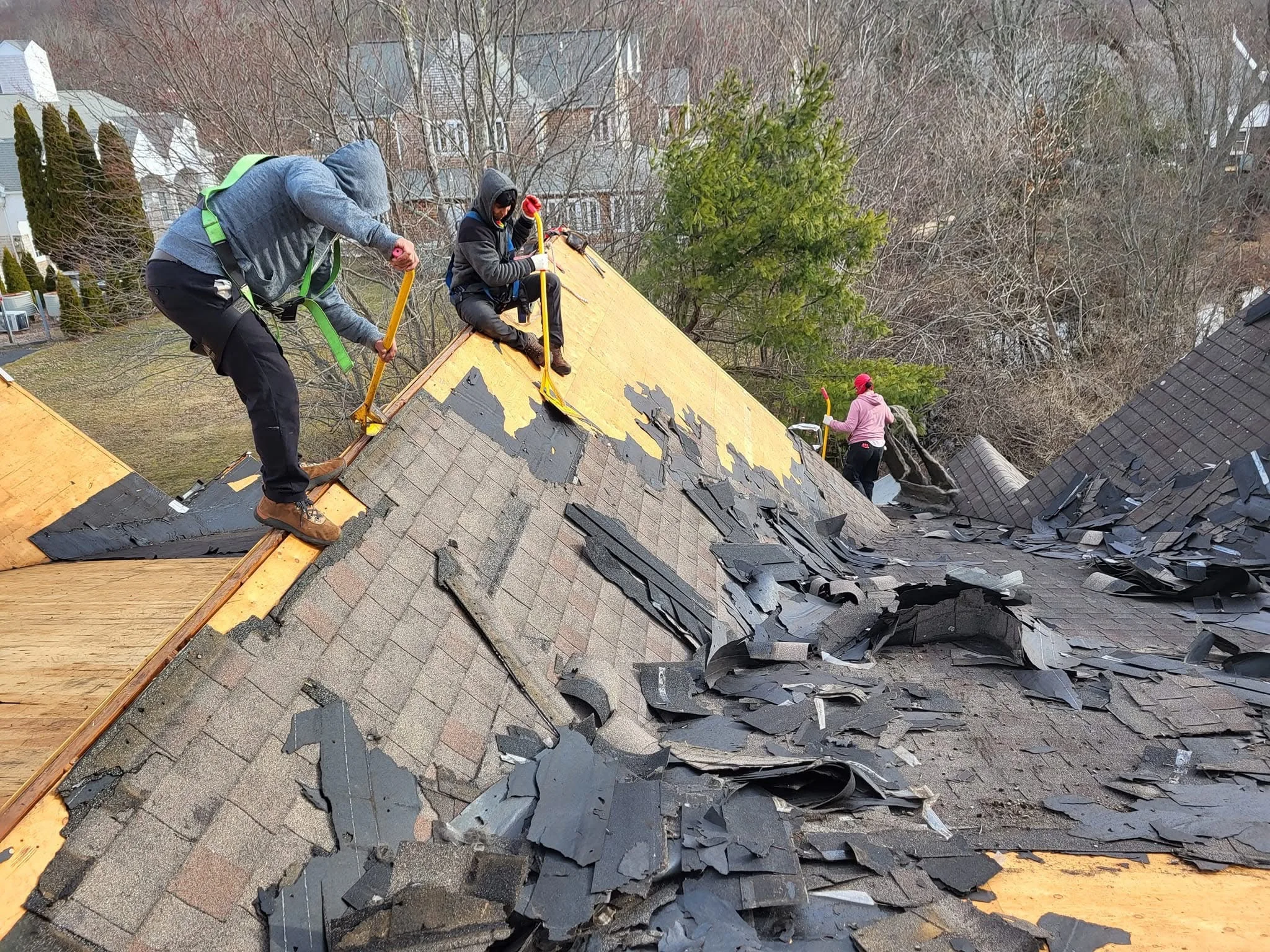Roofers removing old asphalt shingles during roof tear-off, exposing yellow underlayment and plywood decking